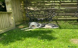 Bearded Collie dogs for stud: Ralph the bearded collie for stud - Image 2