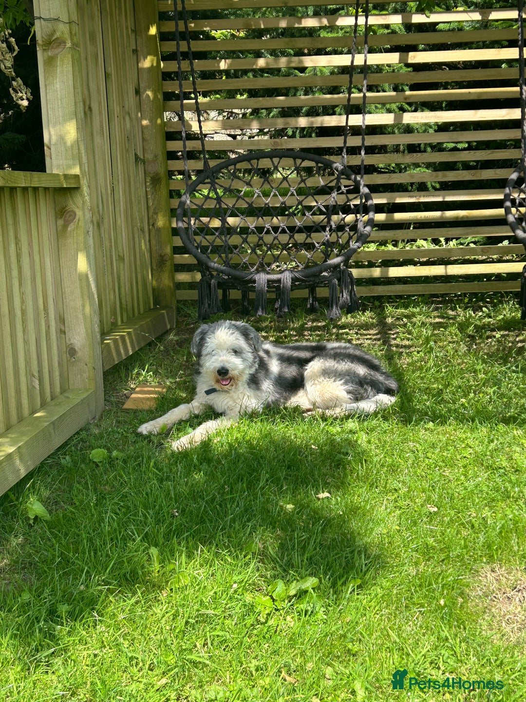 Bearded Collie dogs for stud: Ralph the bearded collie for stud - Image 2