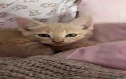 Mixed Breed cats for sale: 3 british shorthair kittens for sale  - Image 14
