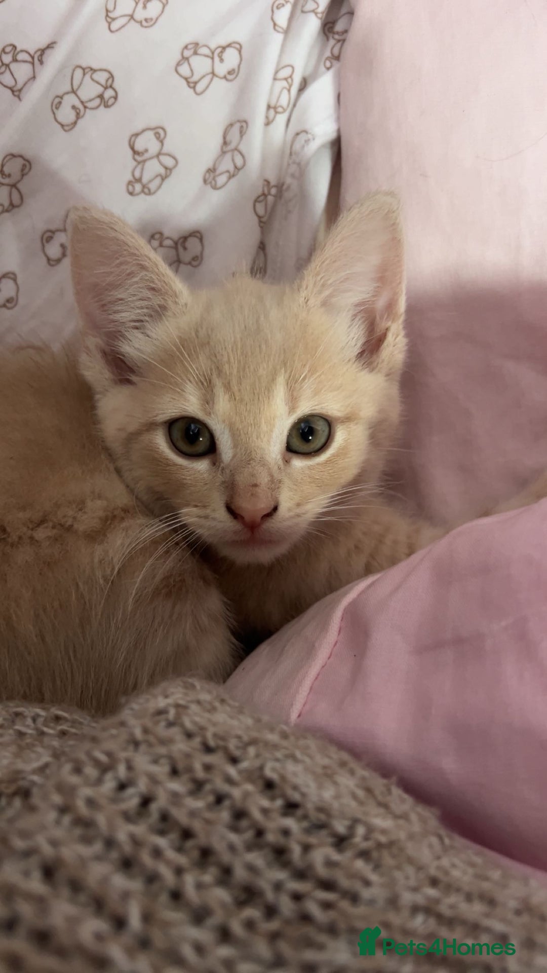 Mixed Breed cats for sale: 3 british shorthair kittens for sale  - Image 14