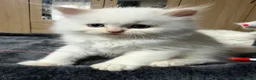 Scottish Fold cats for sale: Fold & Straight Kittens Looking for Loving Homes - Advert 1