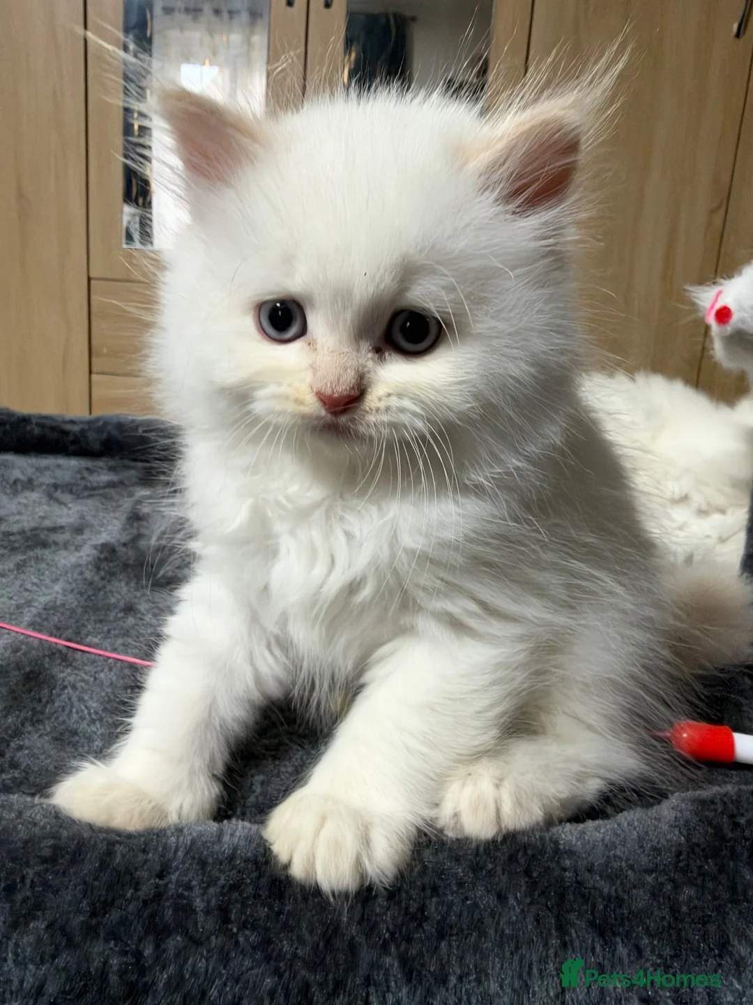 Scottish Fold cats for sale: Fold & Straight Kittens Looking for Loving Homes - Advert 1