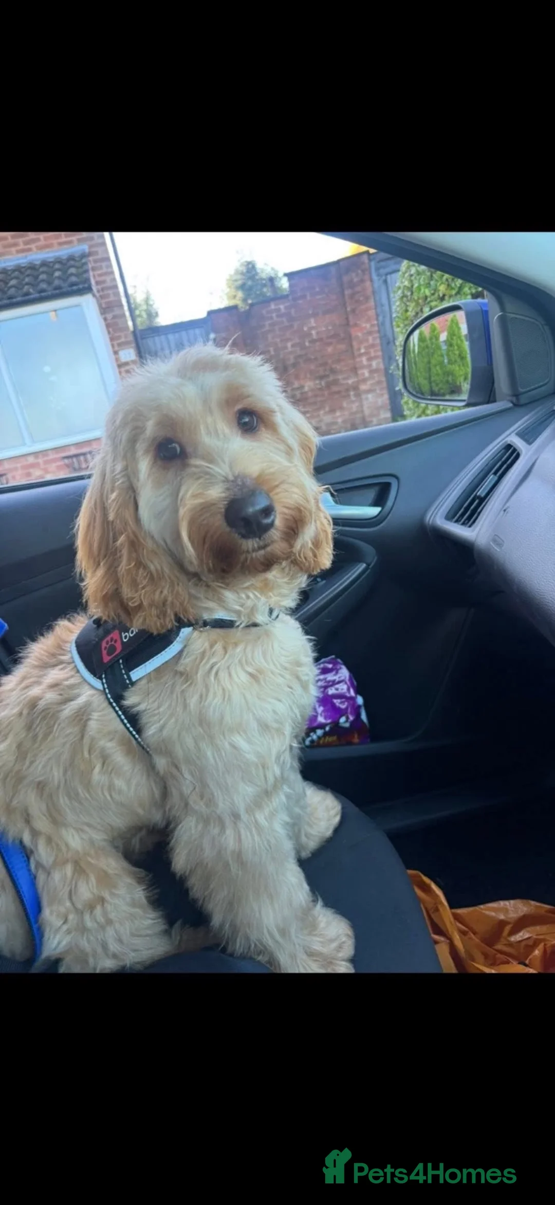 Cockapoo dogs for sale: 1 year old Cockerpoo - Advert 1