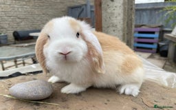 Mini Lop rabbits for sale: Mini lops buck for sale - Image 1