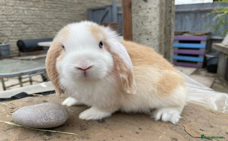 Mini Lop rabbits - Advert 1