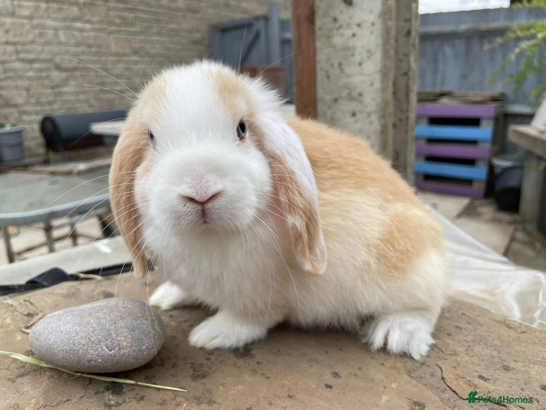 Mini Lop rabbits for sale: Mini lops buck for sale - Image 1