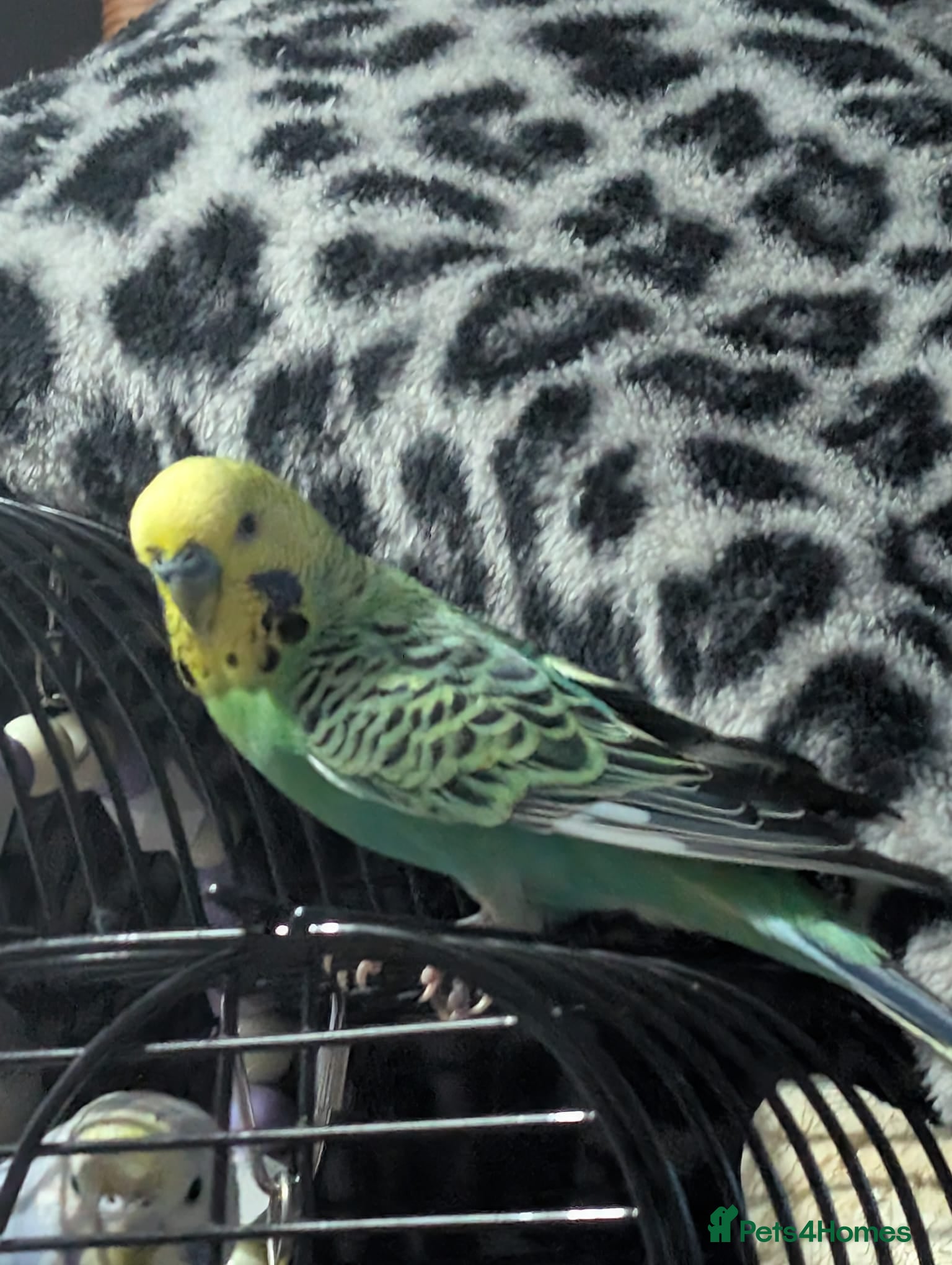 Budgerigars birds Breeding pair of budgies and cage  - Advert 2