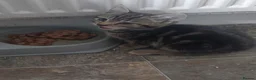 Mixed Breed cats for sale: 3 kittens girls for sale - Advert 15