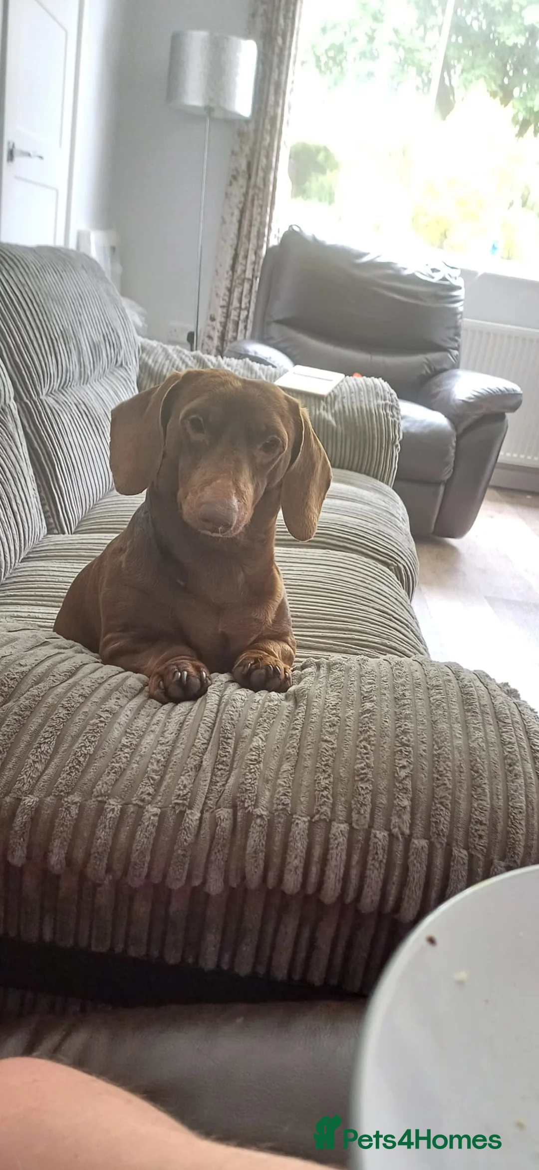 Dachshund dogs for sale: Dachshund for sale - Advert 4