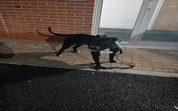 American Bull Staffy dogs for sale: 9 month old puppy  - Image 1
