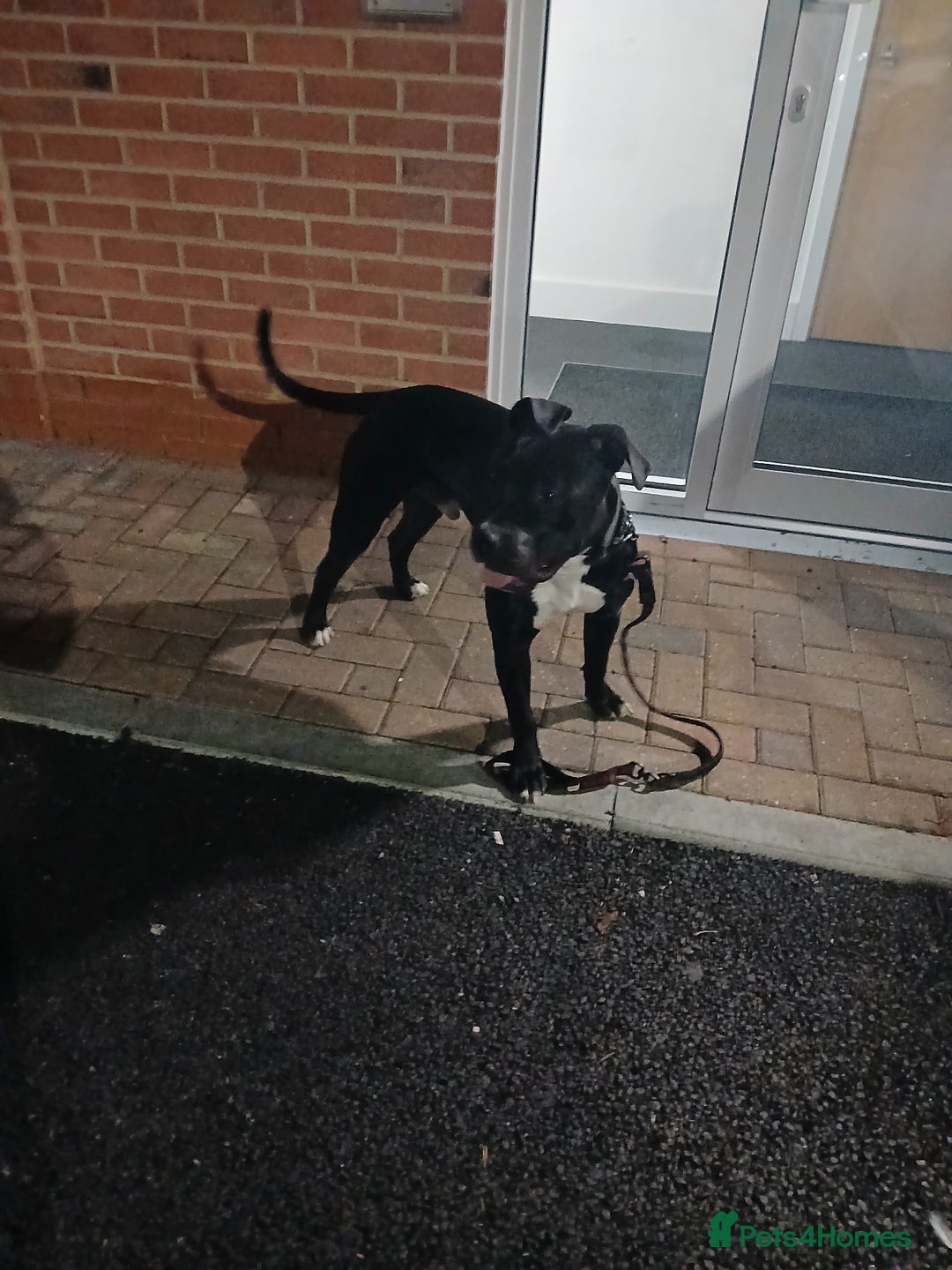 American Bull Staffy dogs for sale: 9 month old puppy  - Image 1