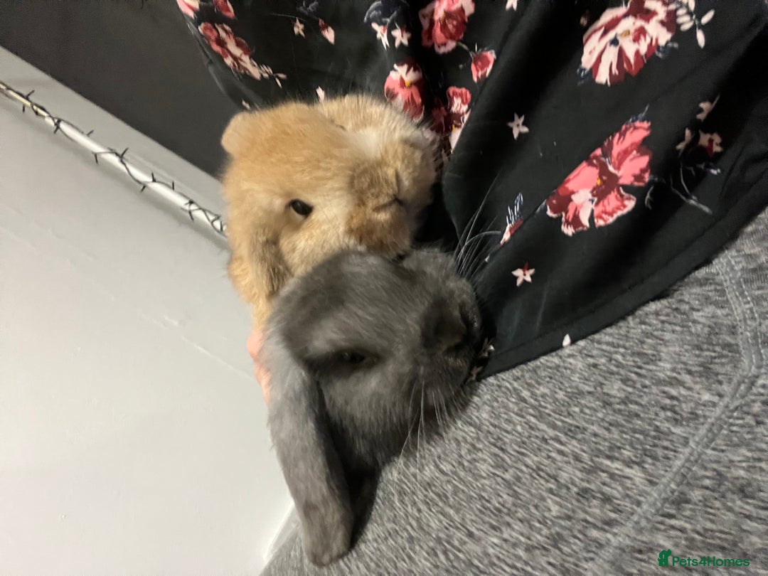 French Lop rabbits for sale: Little bunny’s  - Advert 20