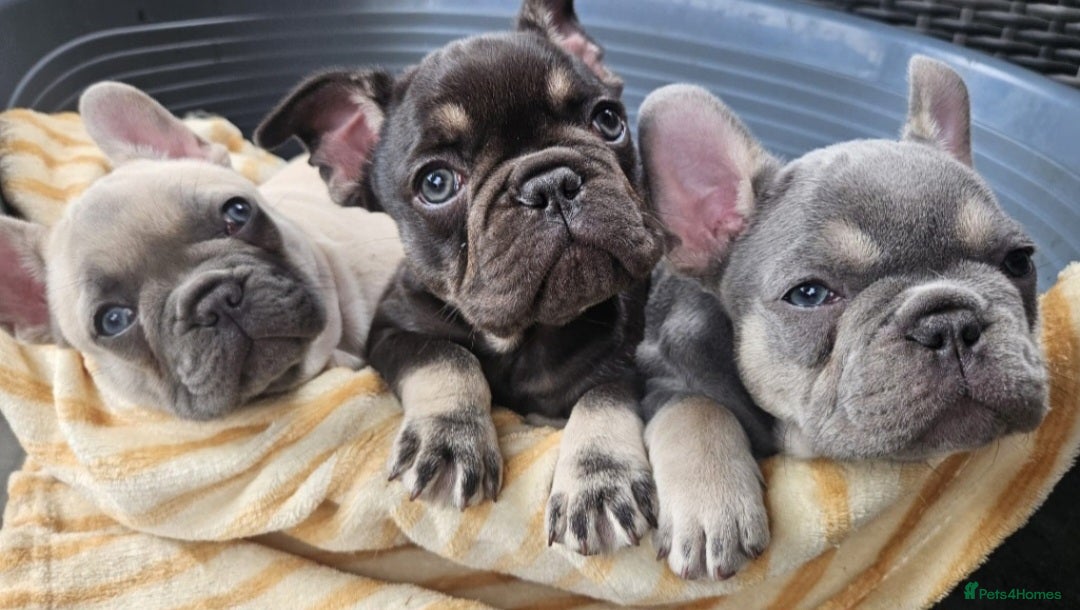 French Bulldog dogs for sale: READY FOR NEW HOME french bulldogs🩷🩷🩵 - Image 1