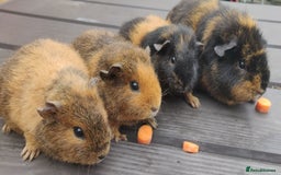 Guinea Pig rodents for sale: Pairs of Sows - Happy, Healthy, Friendly Sows - Image 11