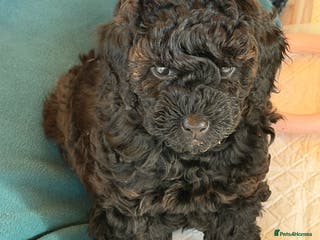 Toy Poodle dogs Black & chocolate girl health tested parents - Advert 6