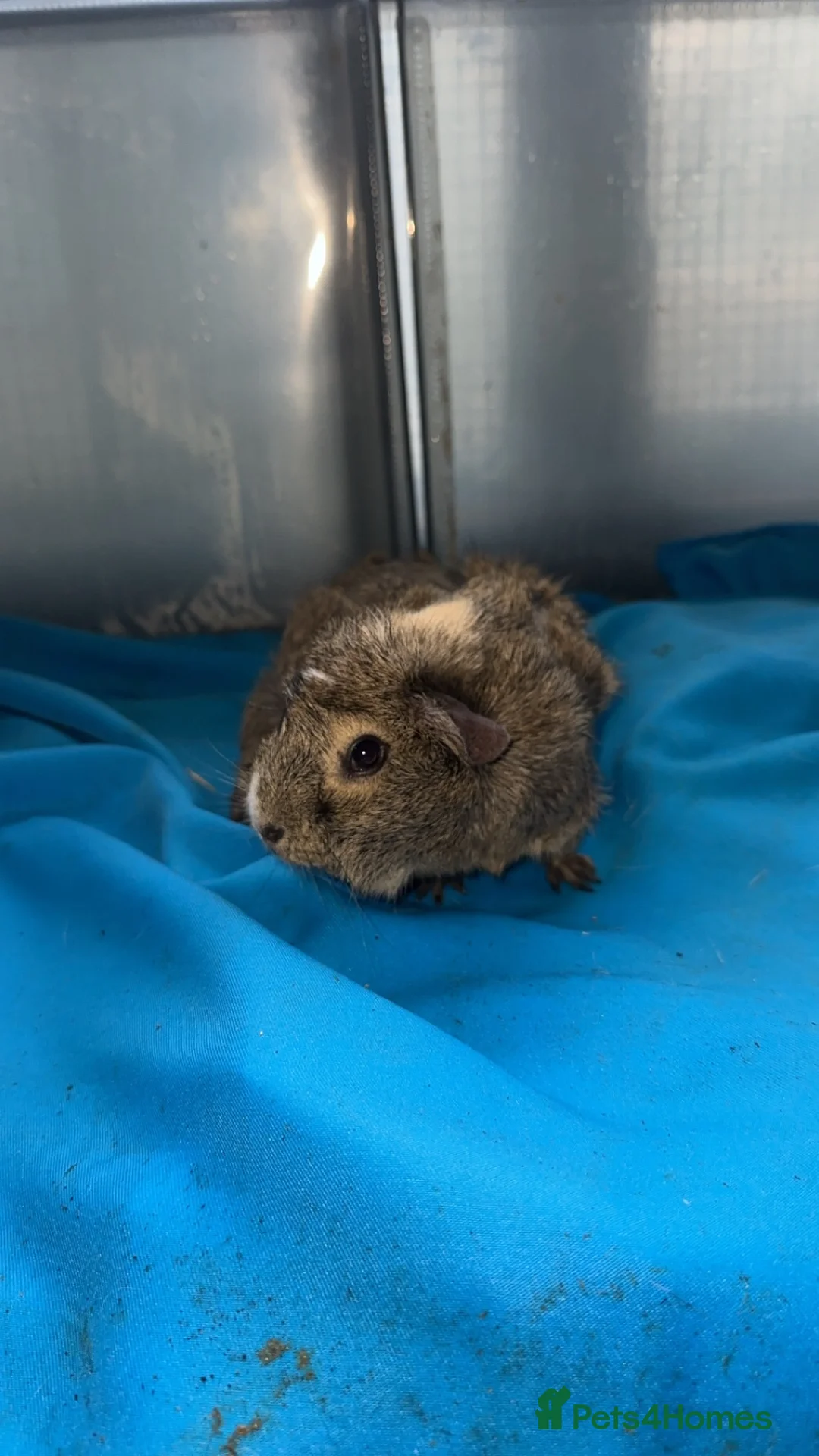 Guinea Pig rodents for sale: Guniea pigs  - Advert 10
