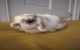 Mini Lop rabbits for sale: 2x Gorgeous mini lops sadly needing to be rehomed  - Image 3