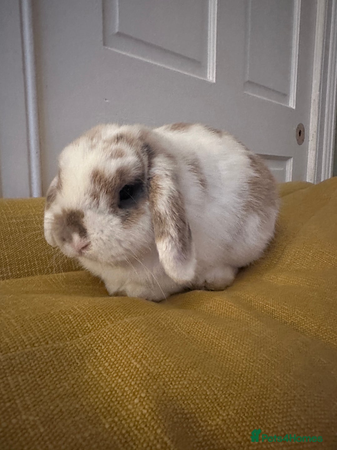 Mini Lop rabbits for sale: 2x Gorgeous mini lops sadly needing to be rehomed  - Image 3