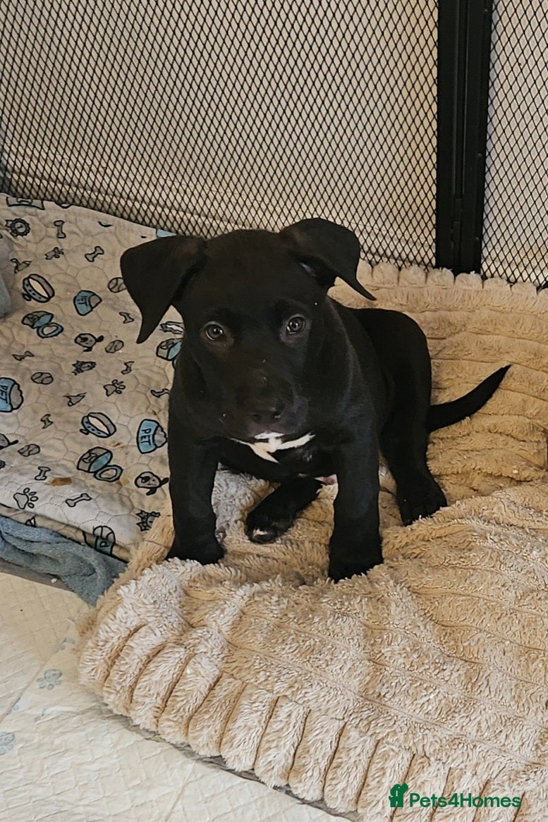 Mixed Breed dogs 1 male left - Husky/CorsoXAkita/Staff - Advert 8