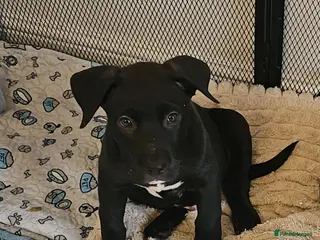 Mixed Breed dogs 1 male left - Husky/CorsoXAkita/Staff - Advert 8