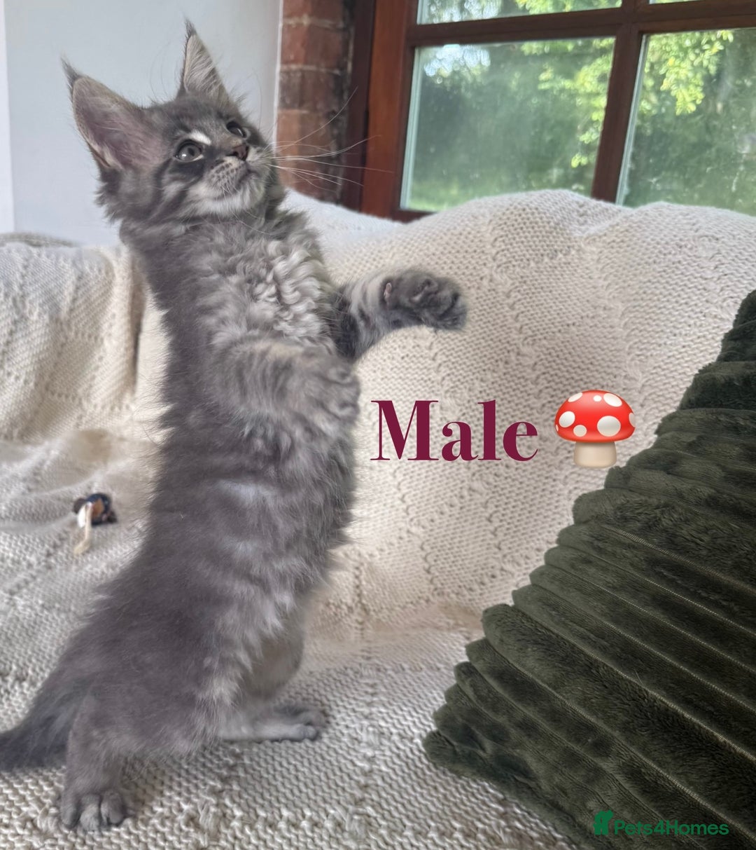 Maine Coon cats for sale: Beautiful pedigree maine coons, open to offers - Image 11