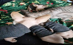 Sphynx cats for sale: Gorgeous Canadian Sphynx kittens - Image 24