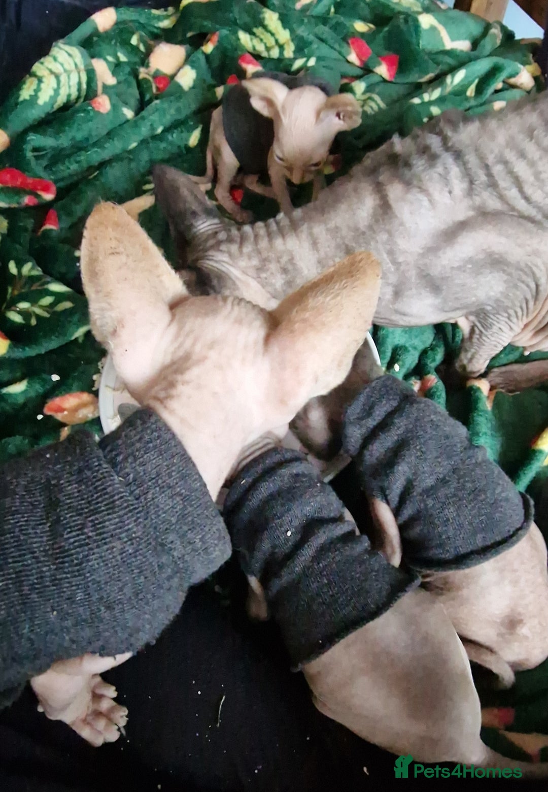 Sphynx cats for sale: Gorgeous Canadian Sphynx kittens - Image 24