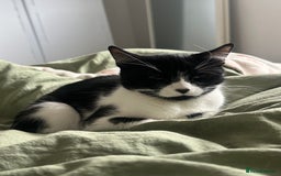 Mixed Breed cats for sale: Margot - Image 2