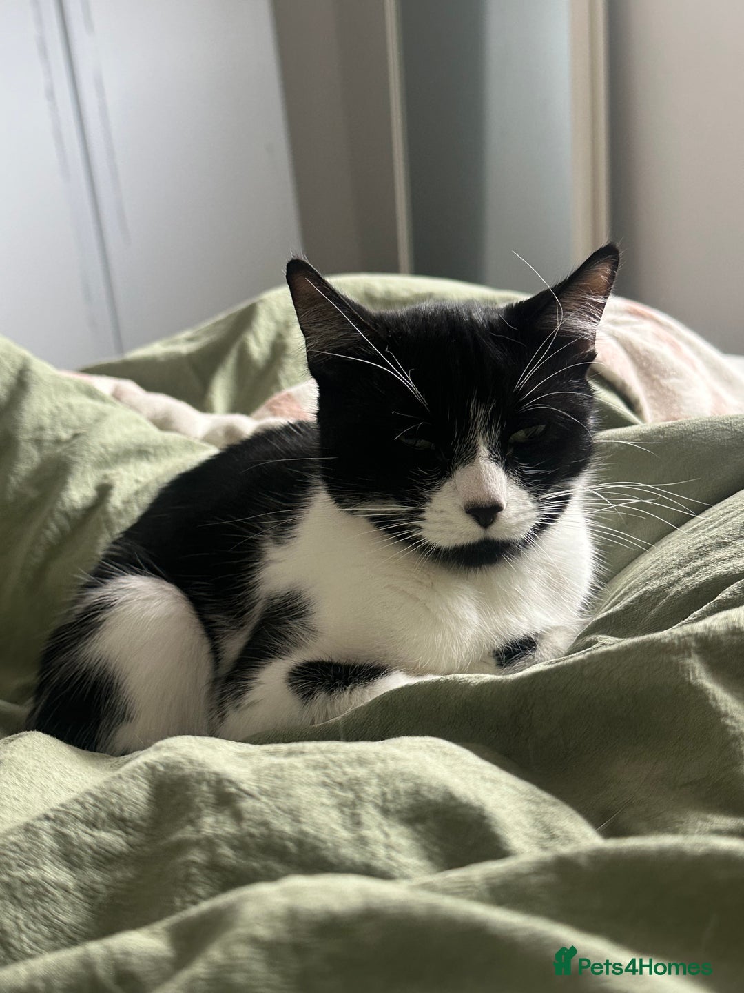 Mixed Breed cats for sale: Margot - Image 2