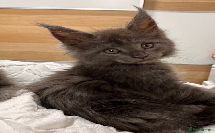 Maine Coon cats - Advert 8