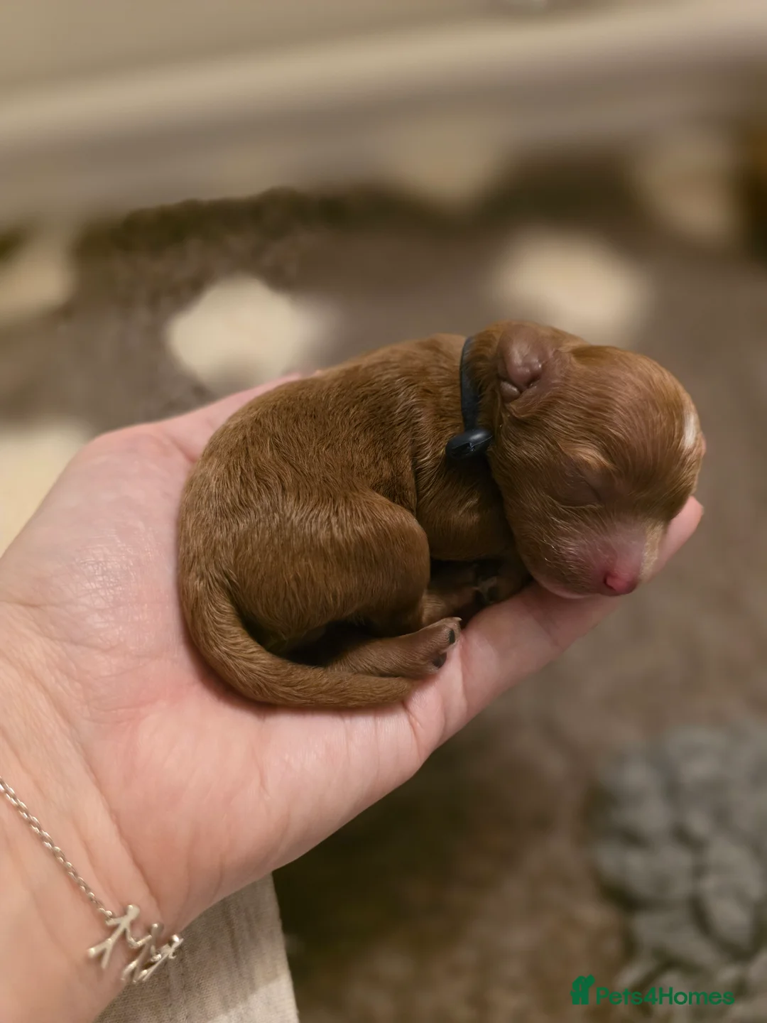 Cavapoo dogs for sale: Small F2 Cavapoo Puppies – Family Raised - Advert 7