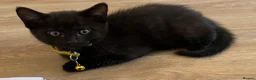 British Shorthair cats for sale: STUNNING BRITISH SHORTHAIR X DOM SHORTHAIR KITTENS - Advert 13