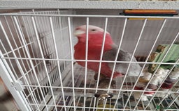 Cockatoo birds for sale: Galah cockatoo  - Image 4