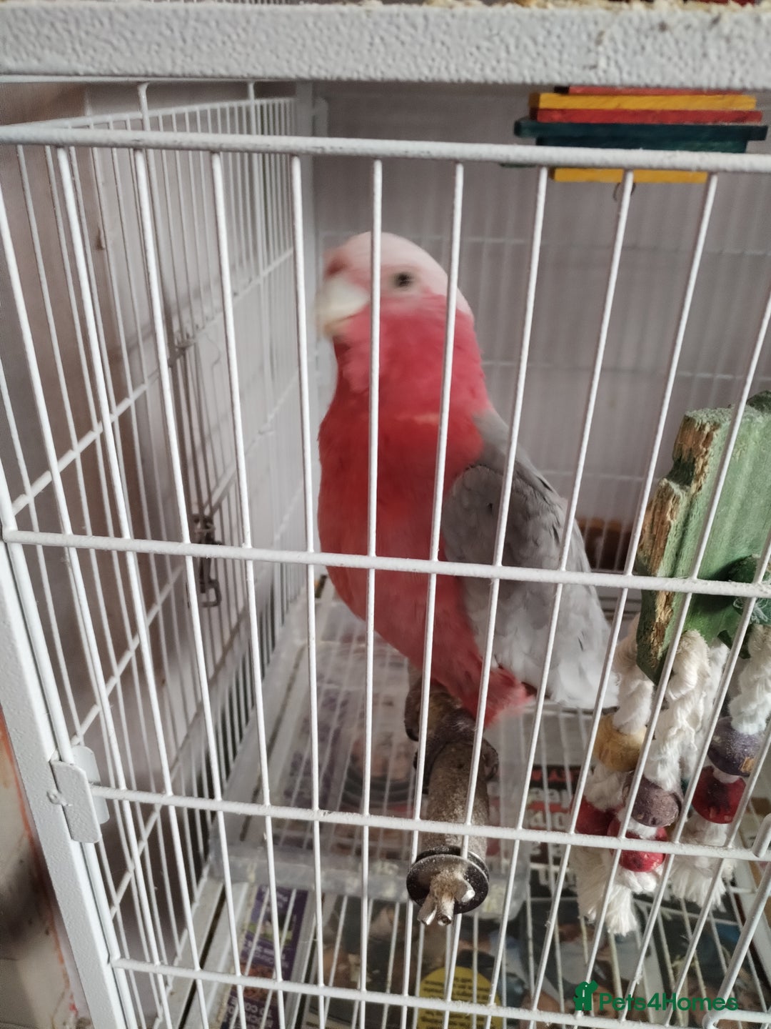 Cockatoo birds for sale: Galah cockatoo  - Image 4