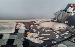 Bichon Frise dogs for sale: Beautiful Bichon Frise pups Ready 16th-24th Dec - Advert 8