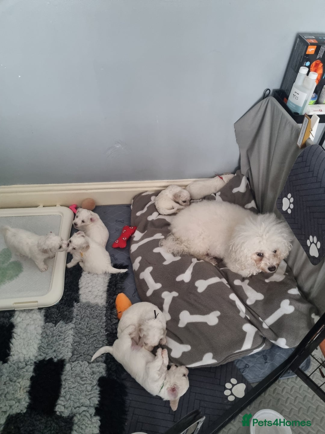 Bichon Frise dogs for sale: Beautiful Bichon Frise pups Ready 16th-24th Dec - Advert 8