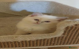 Ragdoll cats for sale: Adorable ragdoll kittens - Image 17