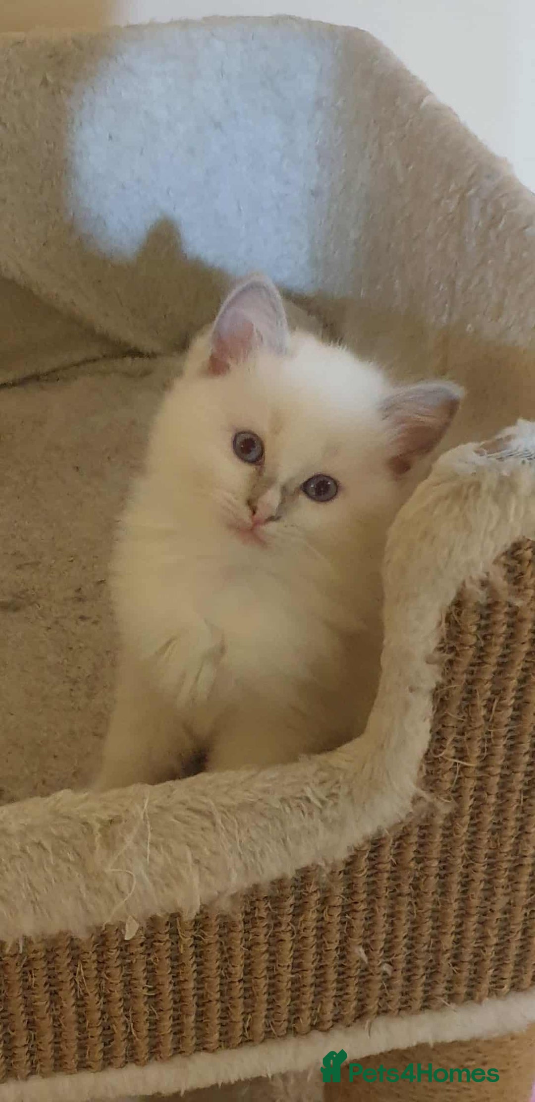 Ragdoll cats for sale: Adorable ragdoll kittens - Image 17