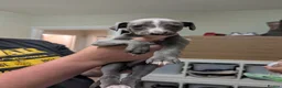 Whippet dogs for sale: Whippet pups  in Leyland - Advert 5