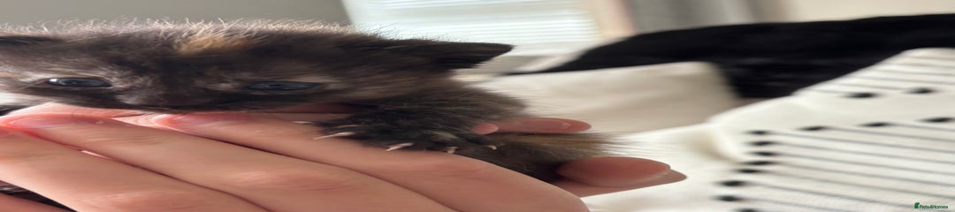 Mixed Breed Kitten 5