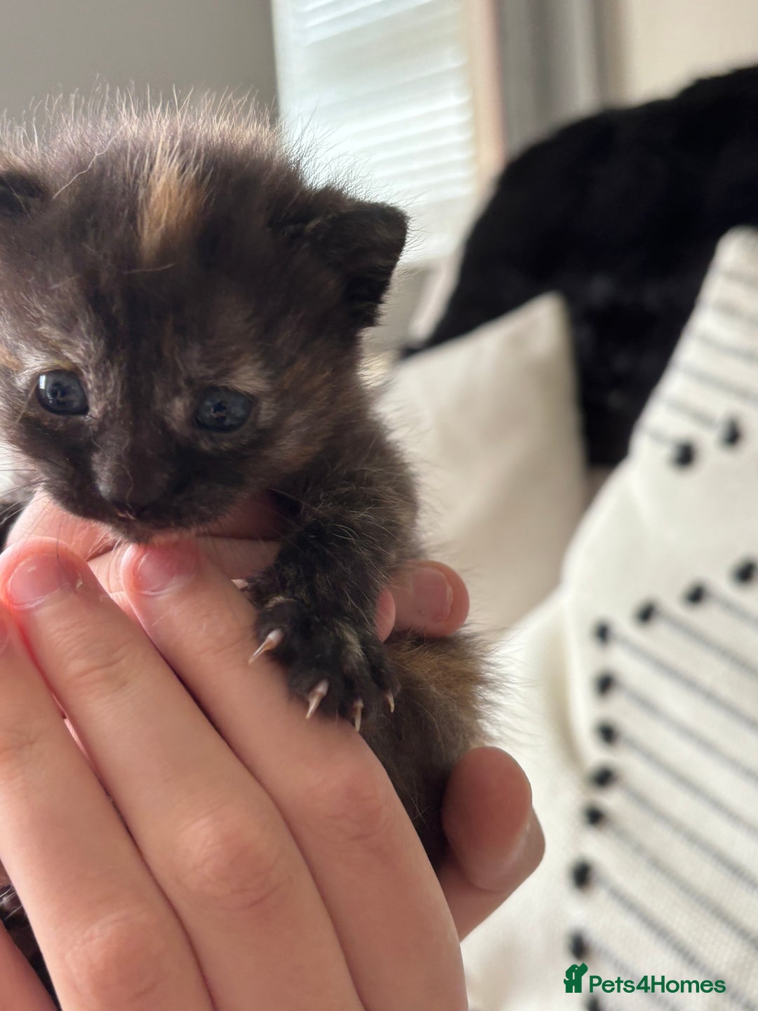 Mixed Breed cats for sale: Kittens  - Image 2