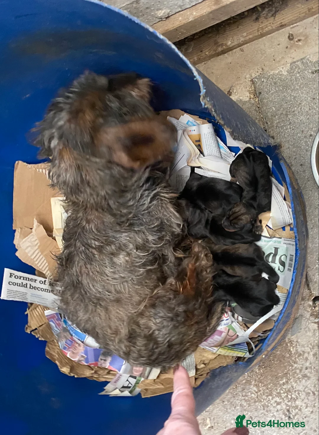 Dachshund dogs for sale: Standard size wirehaired/pin coated teckles  in Manningtree - Advert 1