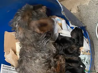 Dachshund dogs Standard size wirehaired/pin coated teckles in Manningtree - Advert 2