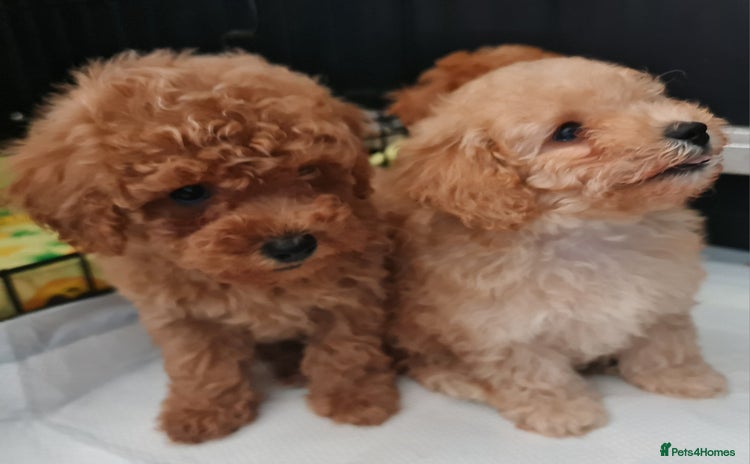 Toy Poodle dogs - Advert 3