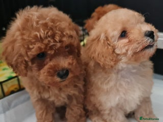 Toy Poodle dogs - Advert 12