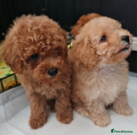 Toy Poodle dogs - Advert 3