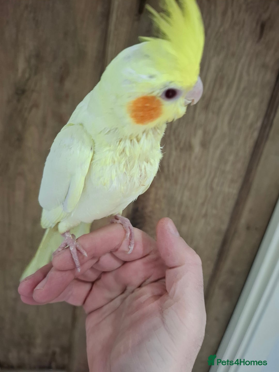 Cockatiels birds for sale: Hand Reared Lutino Cockatiel - Advert 3