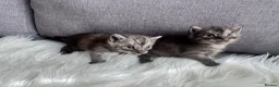 Egyptian Mau cats for sale: TICA Reg.Exceptional SILVER SMOKE EgyptianMAUxBeng - Advert 3