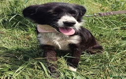 Mixed Breed dogs for adoption: Terrific Trixie - Image 14