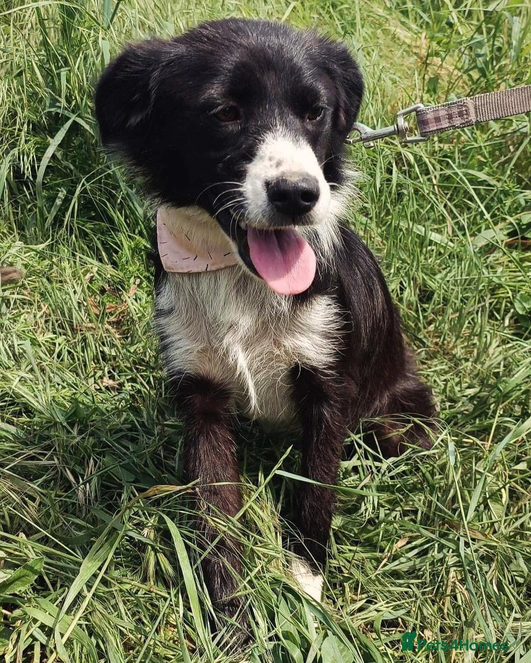 Mixed Breed dogs for adoption: Terrific Trixie - Image 14